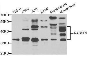 Western blot analysis of extracts of various cell lines, using RASSF5 antibody. (RASSF5 anticorps)