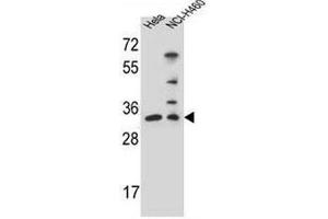 NTHL1 Antibody (Center R103) western blot analysis in Hela,NCI-H460 cell line lysates (35µg/lane). (Nth Endonuclease III-Like 1 (NTHL1) (AA 95-126), (Middle Region) anticorps)