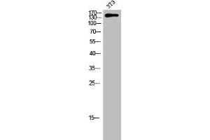Western Blot analysis of 3T3 cells using Phospho-Tensin-2 (Y483) Polyclonal Antibody (TENC1 anticorps  (pTyr483))