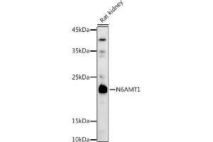 Western blot analysis of extracts of Rat kidney, using N6 antibody (ABIN6131779, ABIN6144314, ABIN6144315 and ABIN6223027) at 1:1000 dilution. (N6AMT1 anticorps  (AA 1-186))