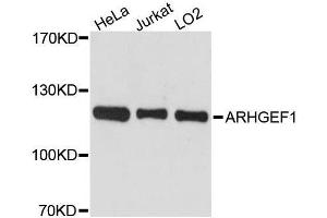 Western blot analysis of extracts of various cell lines, using ARHGEF1 antibody. (ARHGEF1 anticorps  (AA 783-912))