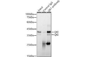 Immunoprecipitation analysis of 300 μg extracts of NIH/3T3 cells using 3 μg QKI antibody (ABIN7269699).
