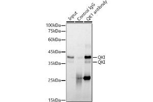 Immunoprecipitation analysis of 300 μg extracts of NIH/3T3 cells using 3 μg QKI antibody (ABIN7269699). (QKI anticorps)