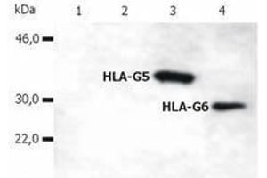 Western Blotting (WB) image for anti-HLA Class I Histocompatibility Antigen, alpha Chain G (HLAG) (C-Term) antibody (ABIN238372) (HLAG anticorps  (C-Term))