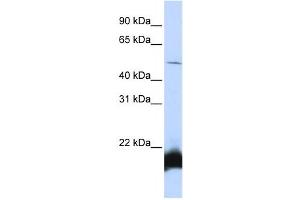 Western Blotting (WB) image for anti-One Cut Homeobox 1 (ONECUT1) antibody (ABIN2458321) (ONECUT1 anticorps)