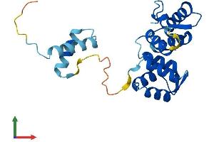 AlphaFold protein structure predicition of Mouse Recombinant Ropn1 Protein, UniprotID Q9ESG2