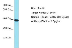 Host: Rabbit Target Name: C1orf141 Sample Type: HepG2 Whole Cell lysates Antibody Dilution: 1. (C1ORF141 anticorps  (N-Term))