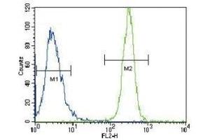 LYN antibody flow cytometric analysis of HeLa cells (green) compared to a negative control (blue).