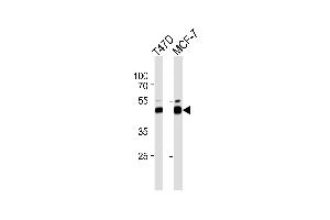 Western blot analysis of lysate from T47D,MCF-7 cell line,using RAD23B Antibody (ABIN486117 and ABIN1535498). (RAD23B anticorps)