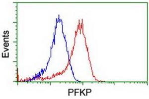Flow cytometric Analysis of Hela cells, using anti-PFKP antibody (ABIN2455354), (Red), compared to a nonspecific negative control antibody, (Blue). (PFKP anticorps)