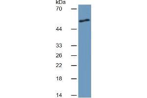 Rabbit Capture antibody from the kit in WB with Positive Control:  rat skeletal muscle tissue lysate. (Angiopoietin 2 Kit ELISA)