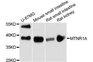 Western blot analysis of extracts of various cell lines, using MTNR1A antibody (ABIN6290605) at 1:3000 dilution. (Melatonin Receptor 1A anticorps)