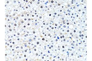 Immunohistochemistry of paraffin-embedded mouse liver using Histone H2B antibody (ABIN3015764, ABIN3015765, ABIN3015766 and ABIN6219109) at dilution of 1:100 (40x lens). (Histone H2B anticorps  (AA 1-126))