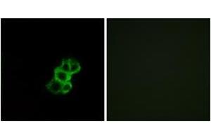 Immunofluorescence analysis of MCF7 cells, using OR8B4 Antibody.