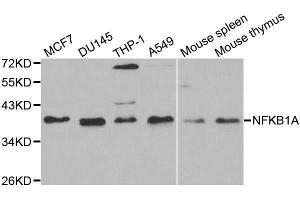 Western blot analysis of extracts of various cell lines, using NFKBIA antibody. (NFKBIA anticorps  (AA 1-317))