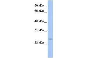 Western Blotting (WB) image for anti-PRELI Domain Containing 2 (PRELID2) antibody (ABIN2459676) (PRELID2 anticorps)