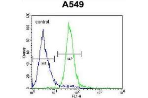 CO039 Antibody (C-term) flow cytometric analysis of A549 cells (right histogram) compared to a negative control cell (left histogram). (C15ORF39 anticorps  (C-Term))