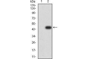 Western blot analysis using MAPK10 mAb against HEK293 (1) and MAPK10 (AA: 180-329)-hIgGFc transfected HEK293 (2) cell lysate.