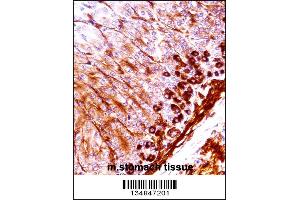 Mouse Nek5 Antibody immunohistochemistry analysis in formalin fixed and paraffin embedded mouse stomach tissue followed by peroxidase conjugation of the secondary antibody and DAB staining.
