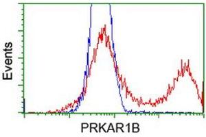 HEK293T cells transfected with either RC207809 overexpress plasmid (Red) or empty vector control plasmid (Blue) were immunostained by anti-PRKAR1B antibody (ABIN2454494), and then analyzed by flow cytometry. (PRKAR1B anticorps)