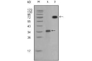 Western Blot showing RET antibody used against truncated RET recombinant protein (1) and RET (aa658-1063)-hIgGFc transfected CHO-K1 cell lysate (2). (Ret Proto-Oncogene anticorps  (AA 896-1063))