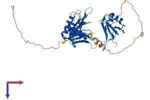 AlphaFold protein structure predicition of Human Recombinant ELAVL2 Protein, UniprotID Q12926