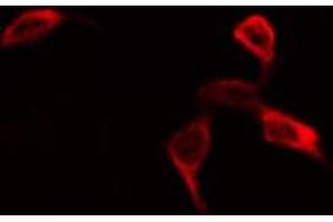ABIN6268974 staining NIH-3T3 by IF/ICC. (EIF4B anticorps  (pSer422))