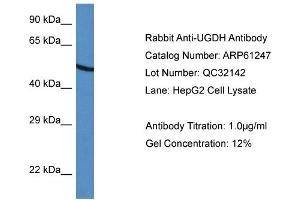 Western Blotting (WB) image for anti-UDP-Glucose 6-Dehydrogenase (UGDH) (C-Term) antibody (ABIN786373) (UGDH anticorps  (C-Term))