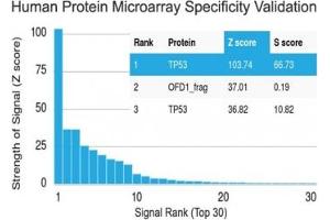 Analysis of HuProt(TM) microarray containing more than 19,000 full-length human proteins using p53 antibody (clone PAb 1801). (p53 anticorps  (AA 32-79))
