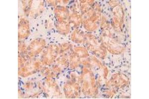 IHC-P analysis of Mouse Kidney Tissue, with DAB staining. (Angiopoietin 1 anticorps  (AA 253-429))