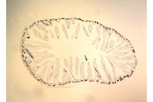 Immunohistochemistry (IHC) image for BrdU IHC Kit (ABIN955804) (BrdU IHC Kit)