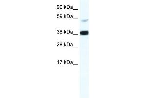 RELB antibody (20R-1128) used at 0.