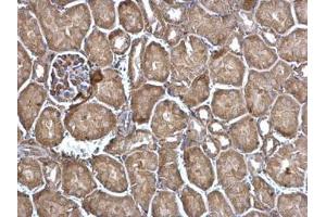 IHC-P Image FDPS antibody [N1C3] detects FDPS protein at cytosol on mouse kidney by immunohistochemical analysis.