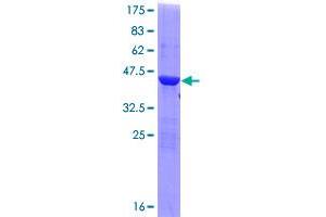 Image no. 1 for Oxysterol Binding Protein-Like 1A (OSBPL1A) (AA 1-100) protein (GST tag) (ABIN1313680)