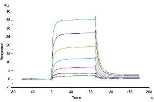 Human PD-1, hFc Tag captured on CM5 Chip via Protein A can bind Human PD-L2, His Tag with an affinity constant of 0.