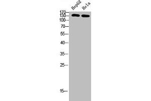 Western Blot analysis of HEPG2, HELA cells using Antibody diluted at 500. (IRS2 anticorps  (AA 660-700))