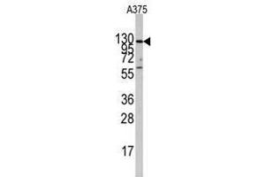 Image no. 2 for anti-Insulin-Degrading Enzyme (IDE) (Center) antibody (ABIN356957) (IDE anticorps  (Center))
