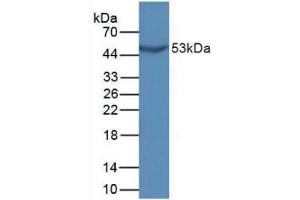 Western blot analysis of Mouse Sp2/0 Cells. (GDF10 anticorps  (AA 339-477))
