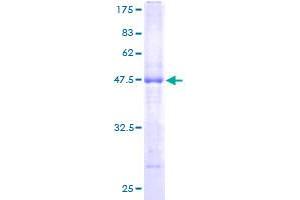 Image no. 1 for Membrane-Spanning 4-Domains, Subfamily A, Member 7 (MS4A7) (AA 1-240) protein (GST tag) (ABIN1311423)