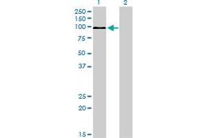 Western Blot analysis of MAPK6 expression in transfected 293T cell line by MAPK6 monoclonal antibody (M01), clone 1G6.