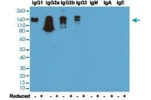 Western blot analysis of nonreduced (-) and reduced (+) mouse immunoglobulins (20 ng/lane) with Mouse IgG monoclonal antibody, clone RM104  under 0.