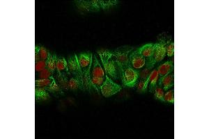 Immunofluorescence Analysis of MeOH-fixed Human MCF-7 cells labeling CK with CK HMW Rabbit Recombinant Monoclonal Antibody (KRTH/2147R) followed by Goat anti-Mouse IgG-CF488 (Green).