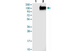 Western blot analysis of Lane 1: Negative control (vector only transfected HEK293T lysate), Lane 2: Over-expression Lysate (Co-expressed with a C-terminal myc-DDK tag (~3. (FAM184A anticorps)