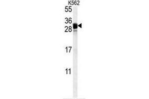 FGF7 Antibody (Center) western blot analysis in K562 cell line lysates (35µg/lane). (FGF7 anticorps  (Middle Region))