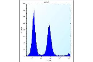 POLR2G Antibody (C-term) (ABIN656391 and ABIN2845685) flow cytometric analysis of Jurkat cells (right histogram) compared to a negative control cell (left histogram). (POLR2G anticorps  (C-Term))