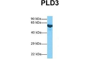 Host:  Rabbit  Target Name:  PLD3  Sample Tissue:  Human Fetal Lung  Antibody Dilution:  1. (PLD3 anticorps  (N-Term))