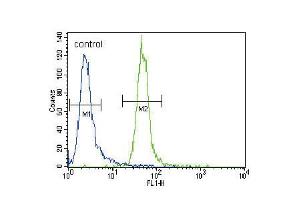 Flow cytometric analysis of CEM cells (right histogram) compared to a negative control cell (left histogram). (MLL/KMT2A anticorps  (C-Term))