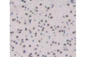Used in DAB staining on fromalin fixed paraffin- embedded brain tissue (ESRRB anticorps  (AA 166-438))