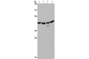Western Blotting (WB) image for anti-Casein Kinase 2 alpha 1 (CSNK2A1) antibody (ABIN2427963) (CSNK2A1/CK II alpha anticorps)
