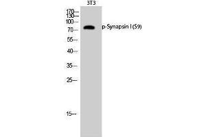 Western Blotting (WB) image for anti-Synapsin I (SYN1) (pSer9) antibody (ABIN3182156)